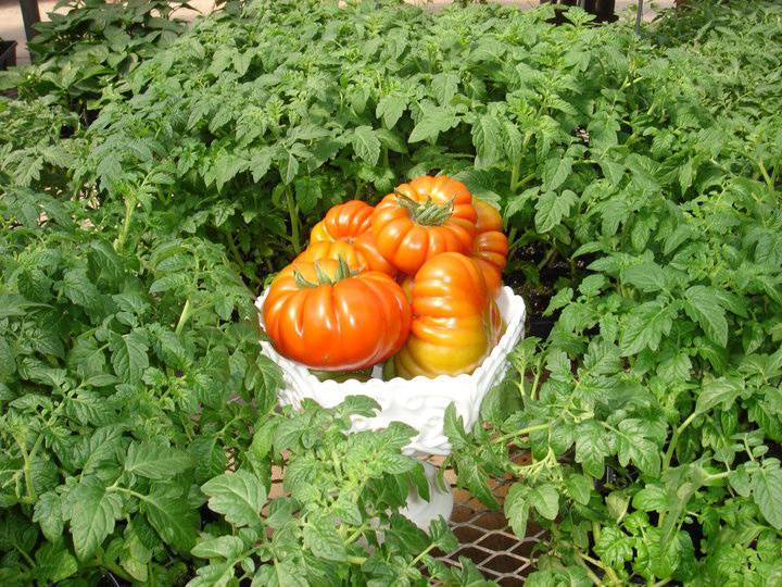 Ripe tomatoes in a bowl surrounded by healthy tomato plants in the greenhouse