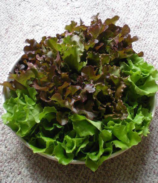 A white bowl filled with freshly cut red and green leaf lettuce