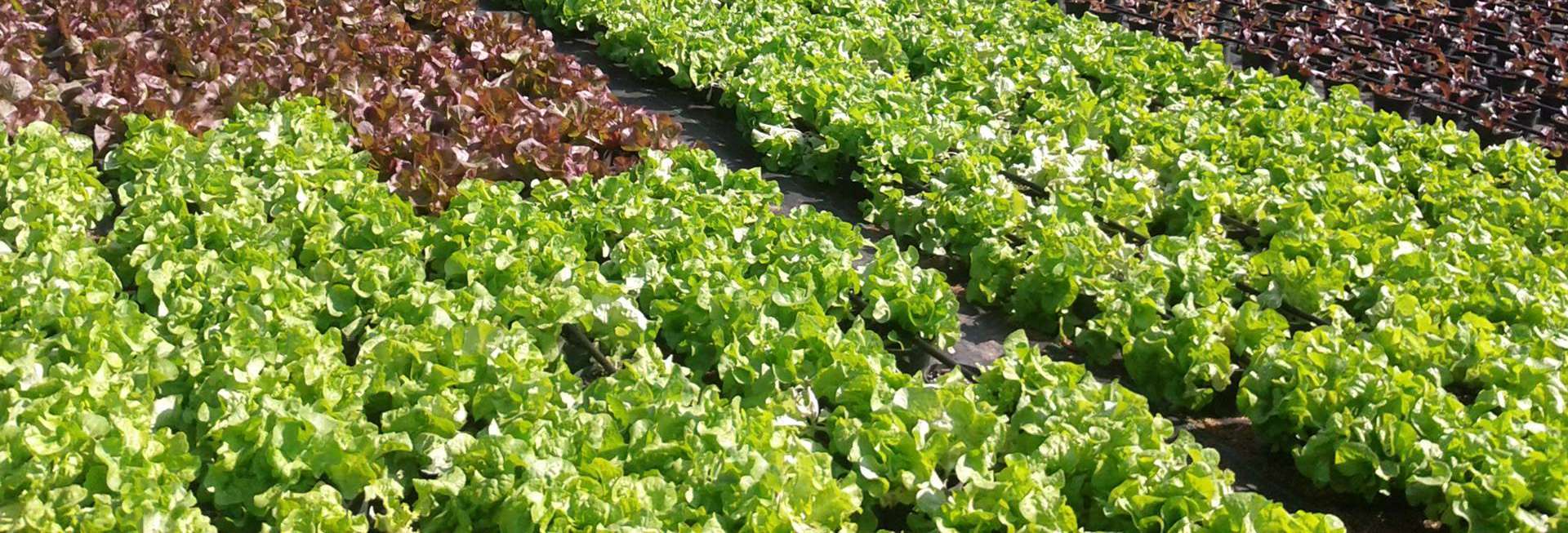 Rows of green and red oak leaf lettuce growing under greenhouse light