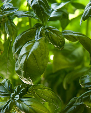 Close-up of glossy green basil leaves growing in the greenhouse