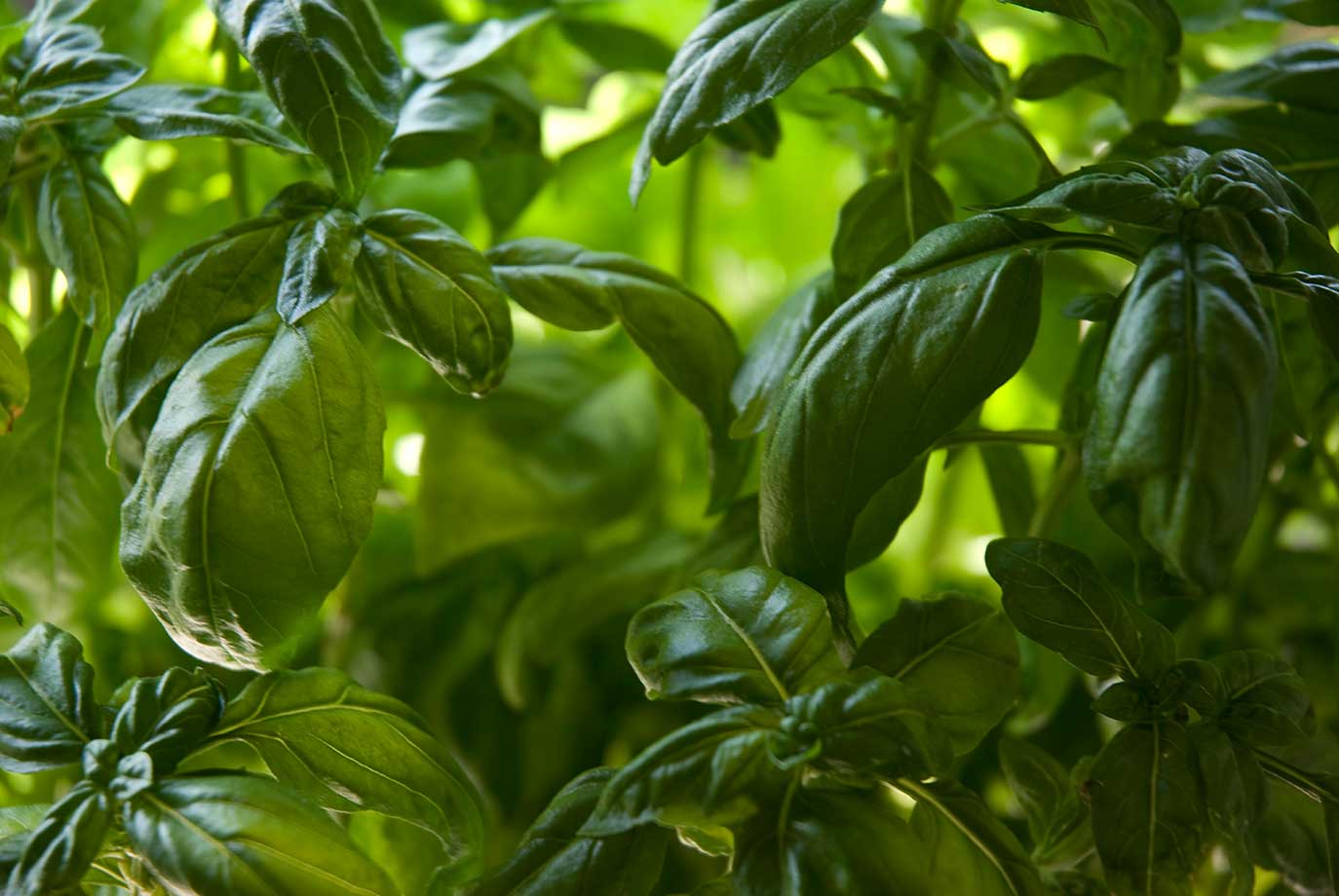 Basil growing densely in the greenhouse, ready for cutting