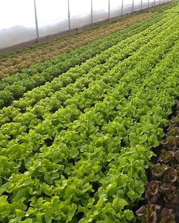 Dense rows of green and red hydroponic leaf lettuce in a Vertical Paradise Farms greenhouse