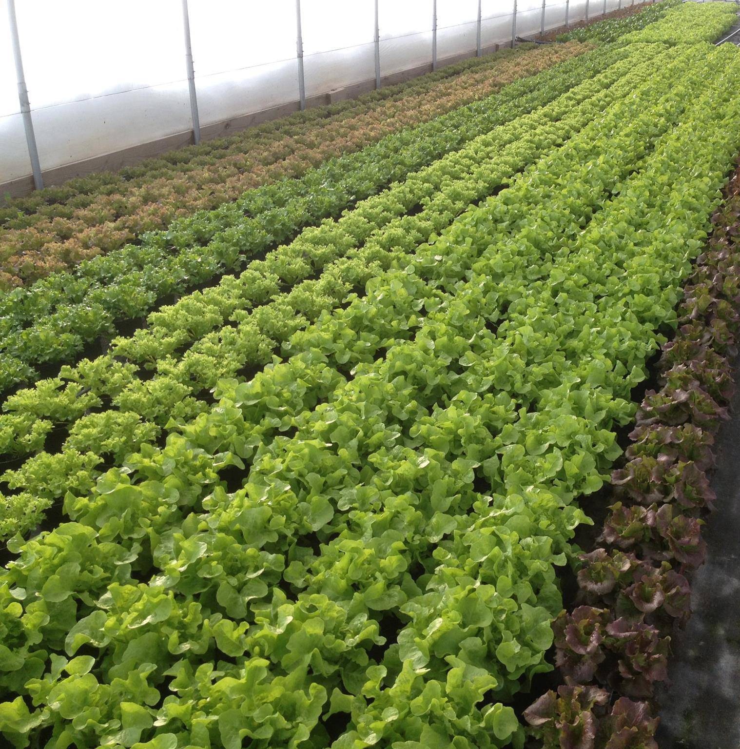 Long greenhouse rows of green and red leaf lettuce growing hydroponically at Vertical Paradise Farms