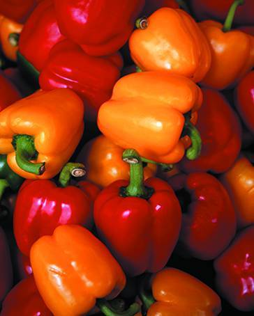 Fresh bell peppers grown at Vertical Paradise Farms