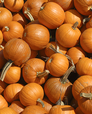 A field of orange pumpkins in a range of sizes ready for harvest