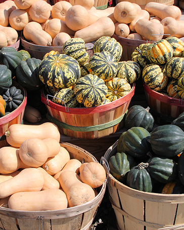 An assortment of summer and winter squash varieties