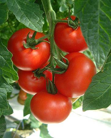 Ripe heirloom-style tomatoes in a white bowl surrounded by tomato plants